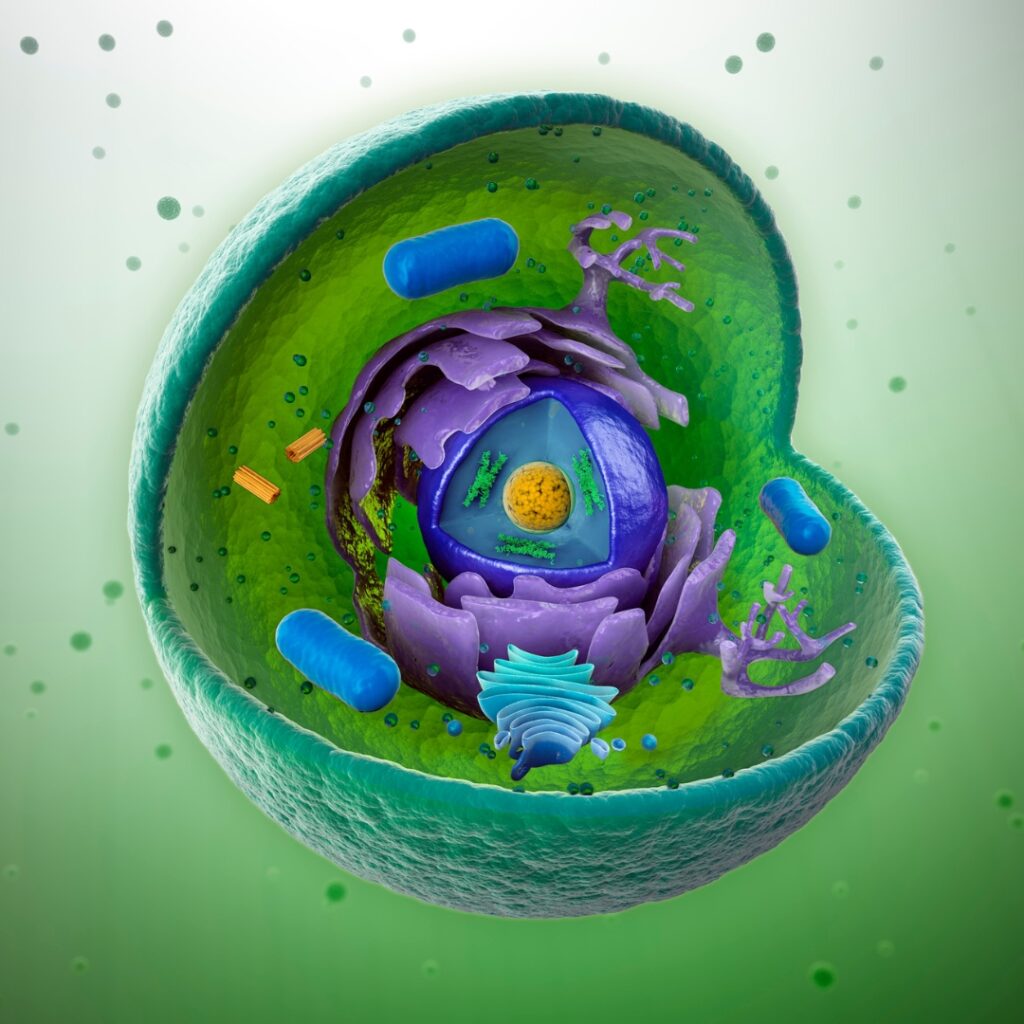 Animal Cell